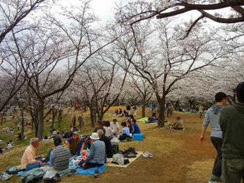 1桜山 (640x480).jpg